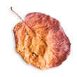 http://hitchedonthetaylor.com/wp-content/uploads/2020/11/small_leaf_02.png